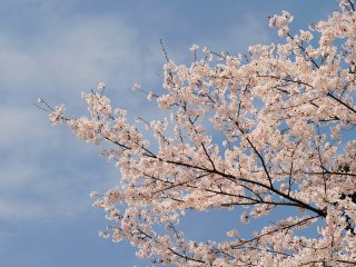 Perfect combination of cherry blossoms and blue sky