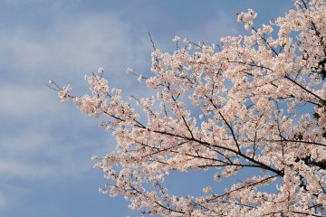 <p>Perfect combination of cherry blossoms and blue sky</p>