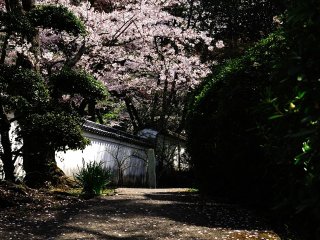 和やかな散策路、桜の小径と呼びたい！