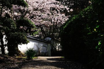 <p>I&#39;d like to name this soothing pathway &#39;Cherry Blossom Path&#39;!</p>
