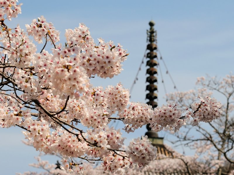 <p>The big pagoda: the only building which survived being burnt by Toyotomi Hideyoshi in 1585. I wonder how many times this pagoda has enjoyed the views of these cherry blossoms since then?</p>