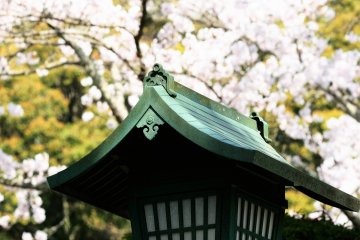 <p>At twilight, this lantern will be lit and create a mysterious view of night-time cherry blossoms</p>