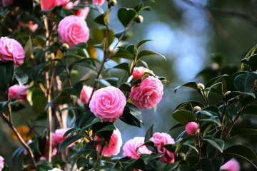 <p>Gorgeous Yae Camellia! They look dignified in the cold weather.</p>