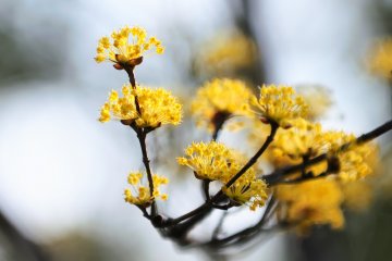<p>Looking at low-key flowers relaxes me more than flashy ones. Spring in Japan can&#39;t be complete without Japanese cornelian cherries.</p>