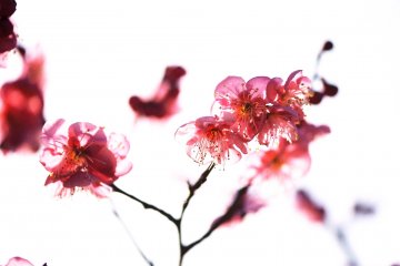 <p>I tried to create a translucent effect with lovely plum blossoms</p>