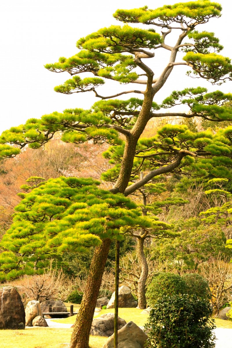 <p>Japanese black pine getting greener in early spring</p>