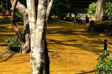 <p>Yellow carpet under the trees, basking in spring sunshine</p>