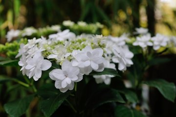 <p>White hydrangeas were blooming in April! They must be foreign species!</p>