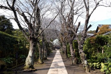 ทางเดินหินแคบๆ ไปสู่อาคารหลักของวัดเรียงรายด้วยต้นซากุระไร้ใบ คงจะสวยงดงามมากในฤดูใบไม้ผลิ