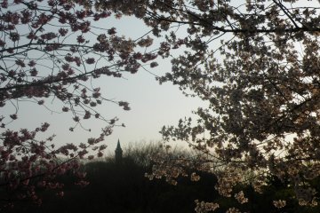 <p>One of my favorite views is the tower amidst the flowers</p>