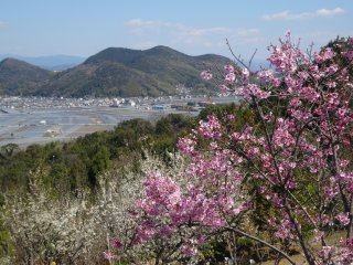 A view from the sakura&nbsp;section of the garden