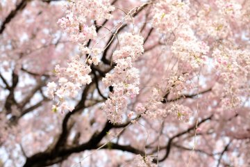 <p>I looked up in awe at the cascading cherry tree in the garden in front of the teahouse</p>