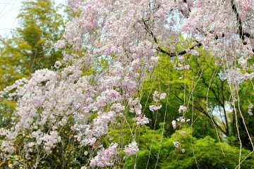 <p>Soft cherry blossoms in pale pink</p>
