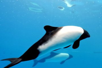 <p>ปลาโลมา Commerson สีขาว-ดำ ดูคล้ายปลาวาฬออร์กาส์ตัวเล็กๆ</p>