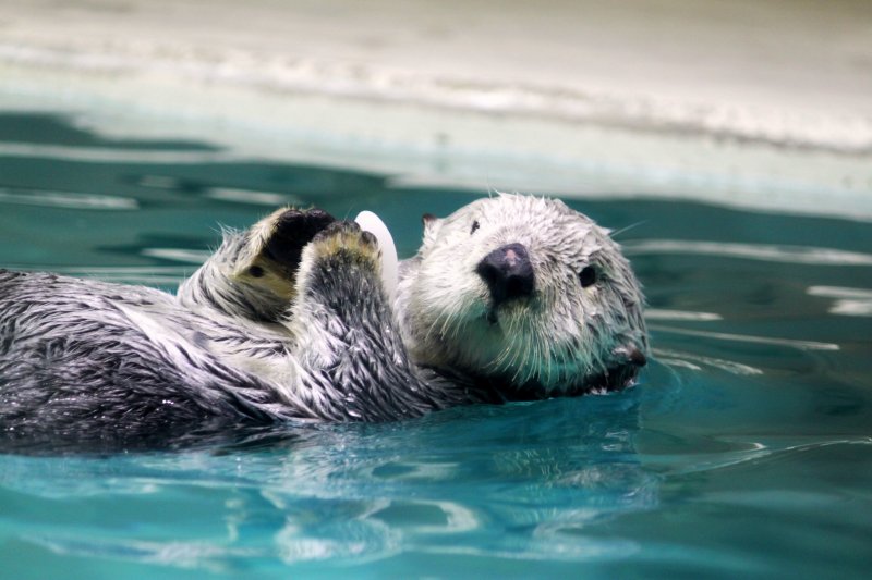 <p>I was really looking forward to meeting the sea otter!</p>