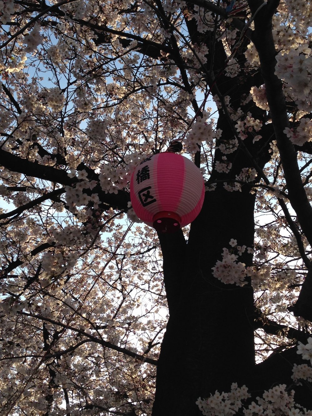โคมไฟ Itabashi-ku ดอกซากุระนั้นสวยงดงามในยามราตรีเช่นกัน