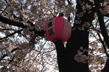 <p>Itabashi-ku&nbsp;lantern. The sakura are beautiful at night as well!</p>