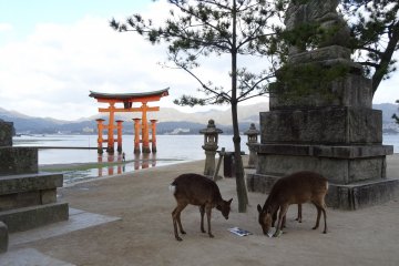 <p>ประตูโทริสีแดงแห่งมิยะจิมะ (Miyajima) เป็นสัญลักษณ์ของประเทศญี่ปุ่น รองจากภูเขาฟูจิ</p>