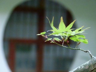 maple leaf in front of temple window