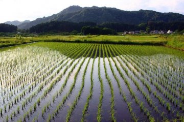 <p>Bright green young rice plants poke out of the water.</p>