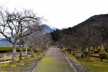 <p>A pathway lined with bare cherry trees inside the park. They will look very beautiful in April when cherry blossoms are in full bloom</p>