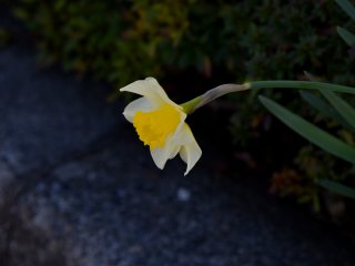 Tranquil beauty of elegant daffodil on a street