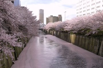 Cherry Blossoms Along Meguro River