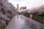 Les Cerisiers de la Rivière Meguro
