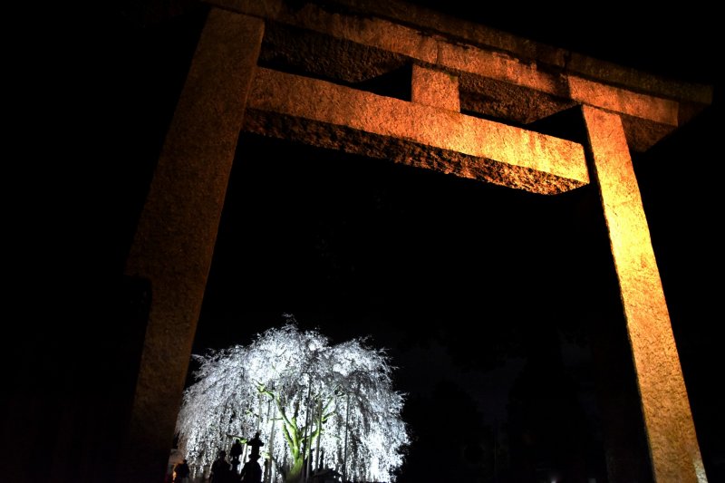 <p>When I reached the stone torii gate of Asuwa Shrine, a beautiful, mysterious cherry tree was looming in the dark inside the shrine grounds. How beautiful!</p>