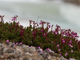 These wonderful pink flowers were just everywhere (mid June)