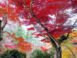 Những cây lá phong với màu sắc sặc sỡ