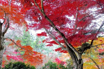 <p>The maples in all their glorious hues</p>
