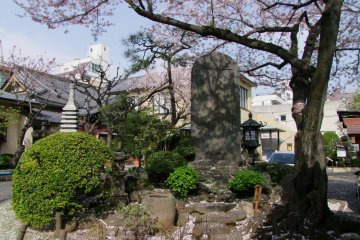 <p>Cherry blossoms arching overhead &nbsp;</p>