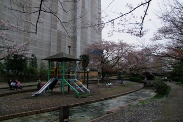 <p>Kids at play beneath the sakura</p>