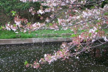 <p>Рассматривая хрупкие цветы сакуры</p>