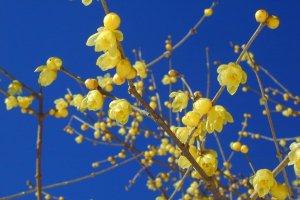 The local winter flower - wintersweet - adorns the hillside come the colder months