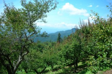 Mt. Hodo is known for its 1000 plum trees