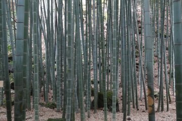 <p>ป่าไผ่แห่งวัดโฮะโกะกุ-จิมีไผ่พันธ์โมะโสะ (moso) ซึ่งเป็นไผ่ที่มีถิ่นกำเนิดในประเทศจีนถึง 2000 กว่าต้น</p>