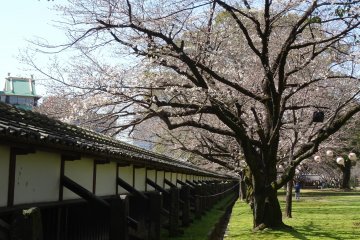 <p>ต้นซากุระตามแนวกำแพงของปราสาทคุมะโมะโตะ</p>