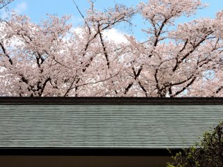 Cherry trees rise above the rooftops