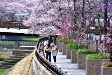 <p>A couple looking at a map on the sidewalk of Asuwa River surrounded with beautiful cherry blossoms</p>