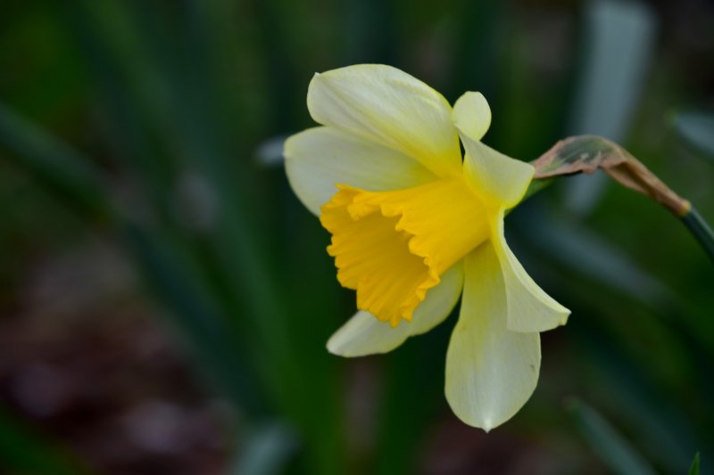 <p>Elegant daffodil in pale yellow</p>