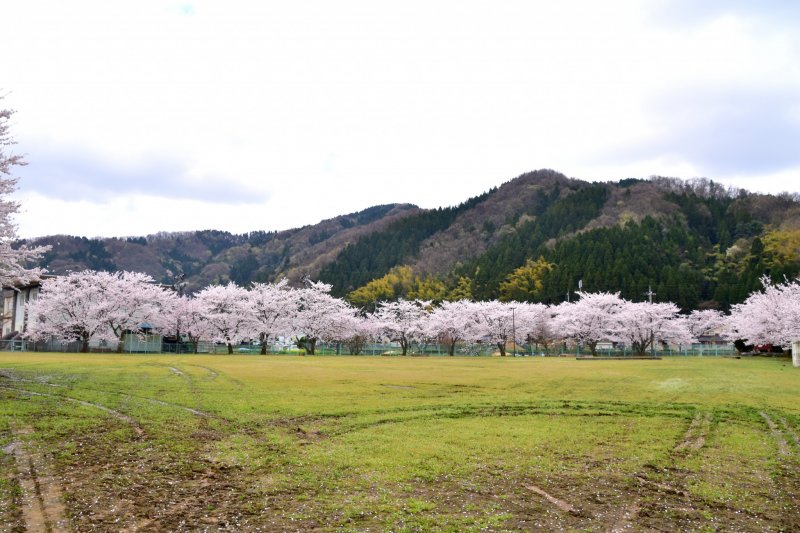 <p>Cherry blossoms in the park viewed from a nearby riverbank</p>