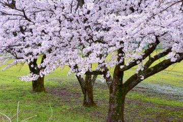 <p>Looking down at beautiful cherry trees from the riverbank</p>