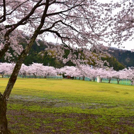 Tempat sakura rahasia di Fukui