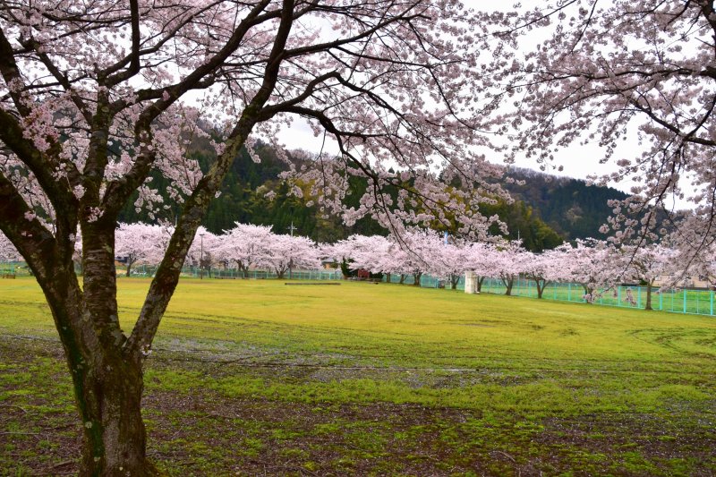 활짝 핀 분홍색 벚나무로 둘러싸인 초록빛 야외 공간