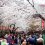 Sakura Menawan di Taman Ueno