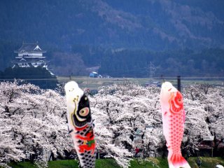 Cerejeiras e bandeiras de carpas. Ao fundo, v&ecirc;-se o castelo de Katsuyama (Museu do Castelo de Katsuyama)