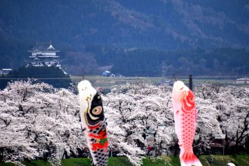 목동과 벚꽃. 카츠야마 성은 멀리서도 볼 수 있다