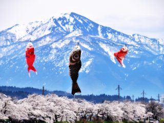 Os koinobori ao vento sobre um cen&aacute;rio de montanhas com neve e sakura em flor